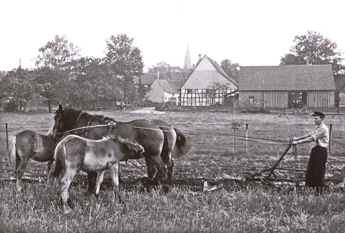 Lünings Kamp im Jahr 1960. Zwischen der Viehweide und den Besitzungen am Querweg lag Ackerland. Auf dem Foto wird es von Walter Muske und den Pferden des Hofes Lüning gepflügt. Die Scheune neben dem Lüning-Haupthaus stammt aus dem Jahr 1949. Foto: Sammlung Wiemann